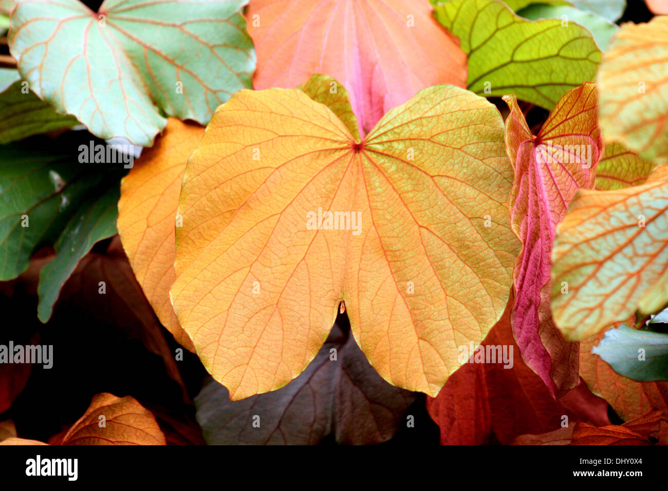 The Picture Gold leaf in the garden. Stock Photo