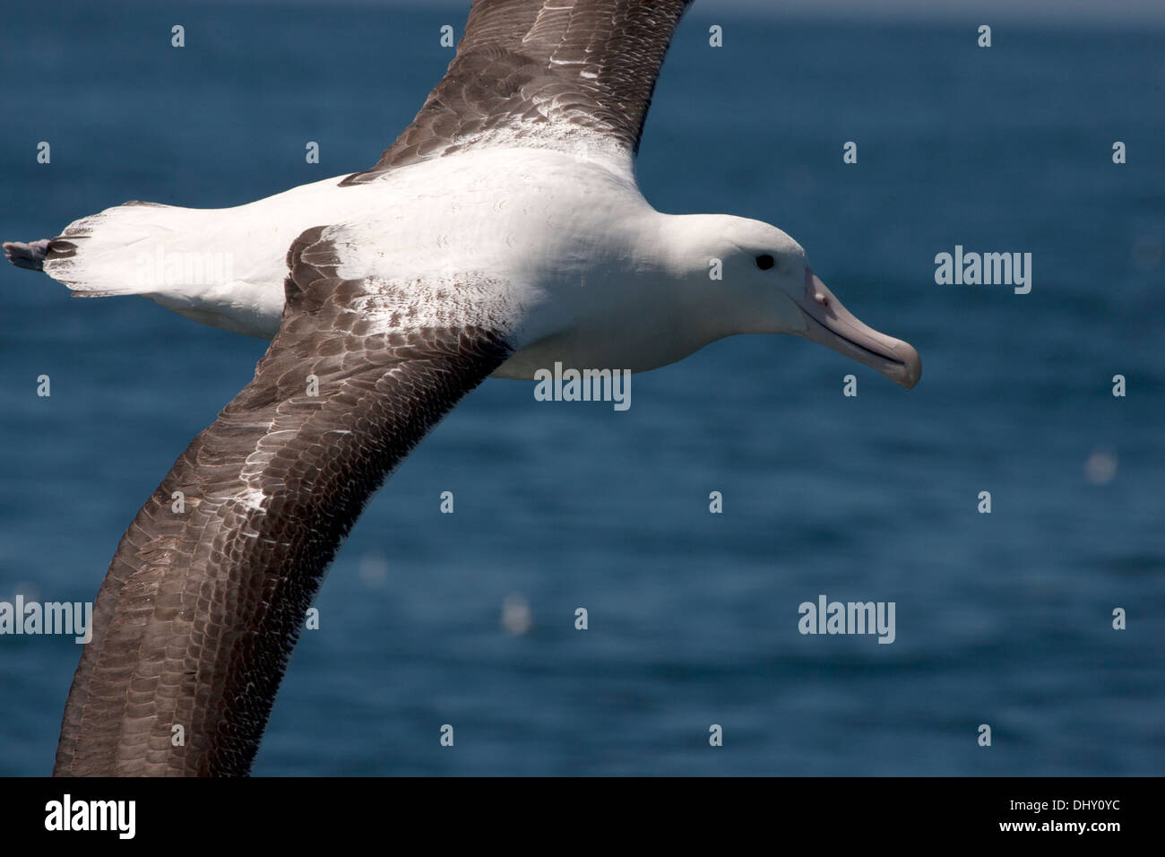 A Royal Albatross in flight Stock Photo - Alamy