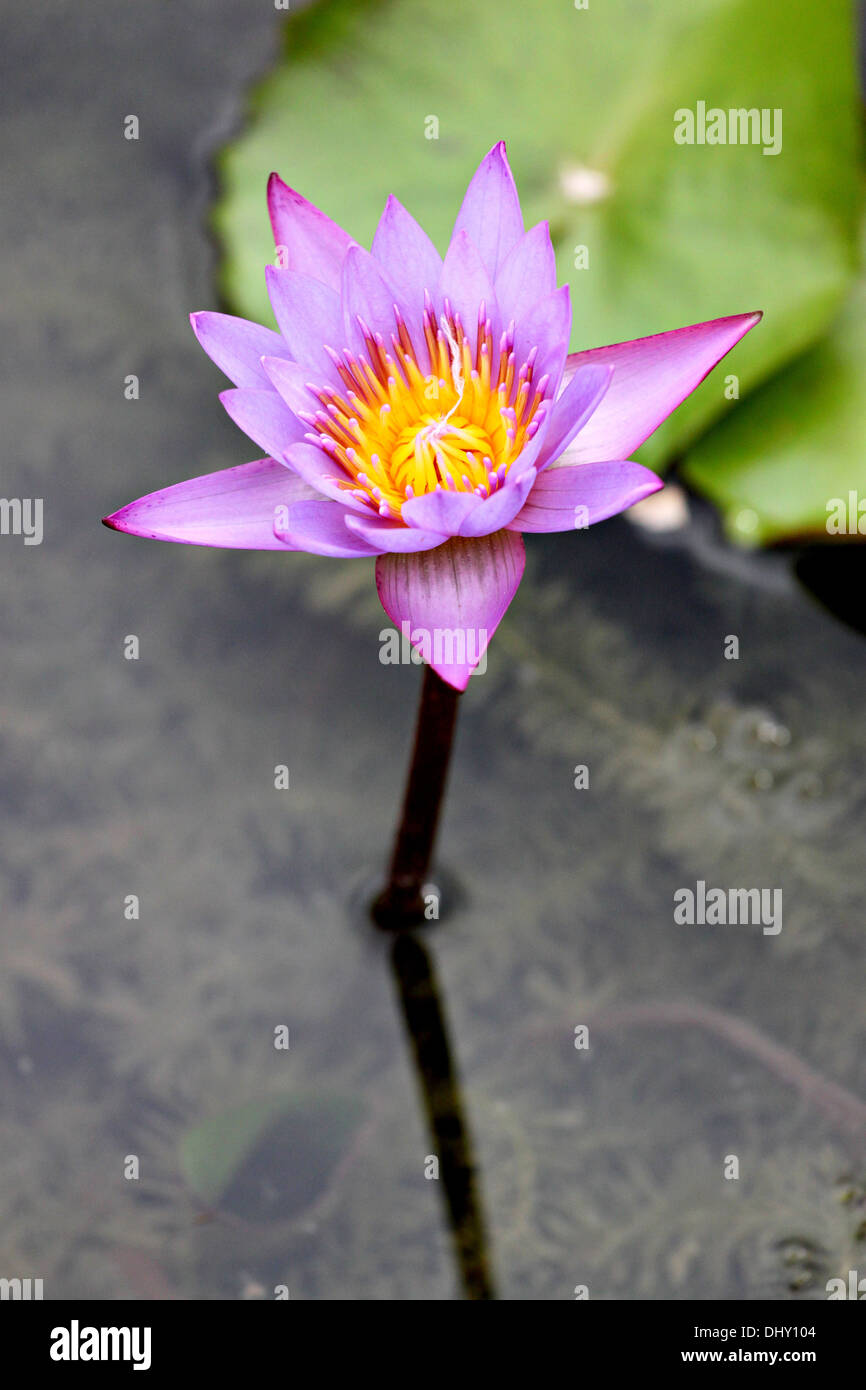 Focus The flower is Violet lotus in the pool Stock Photo - Alamy