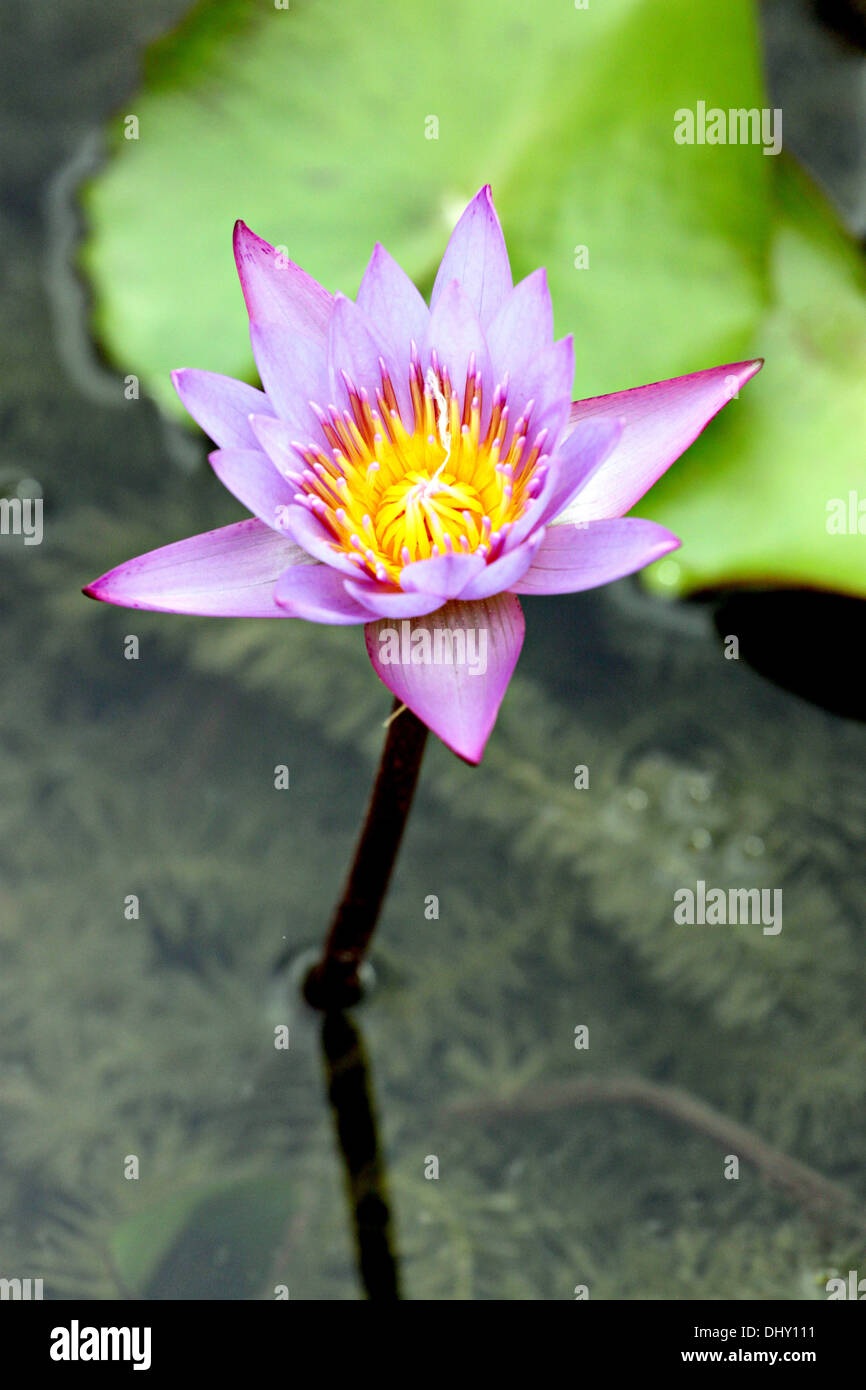 Focus The flower is Violet lotus in the pool Stock Photo - Alamy