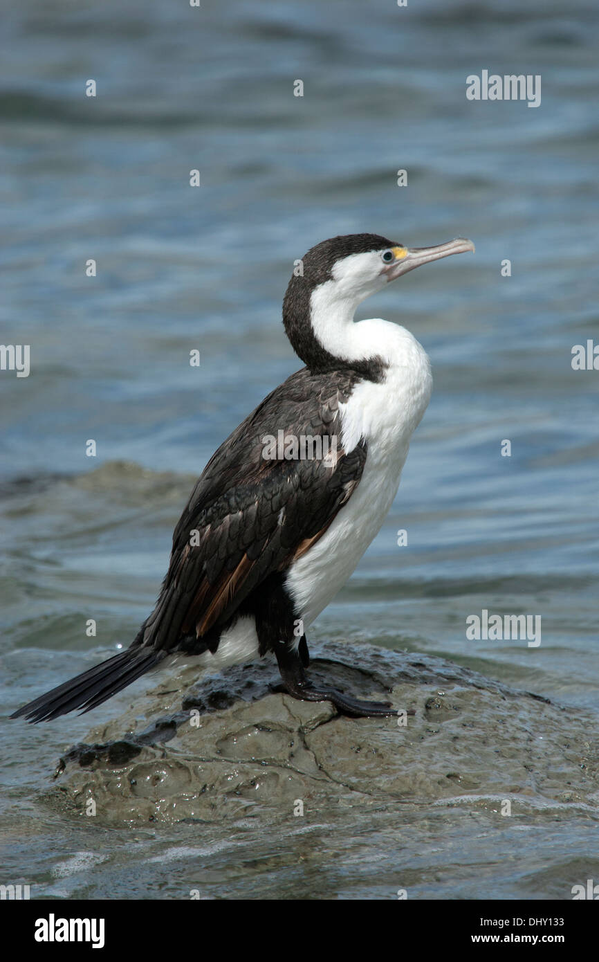 A mature Pied Cormorant from New Zealand Stock Photo