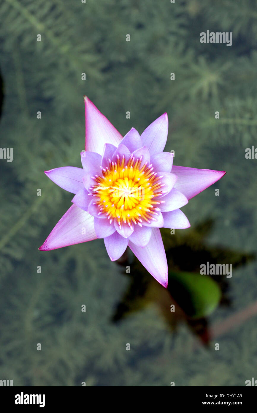 Focus The flower is Violet lotus in the pool Stock Photo - Alamy