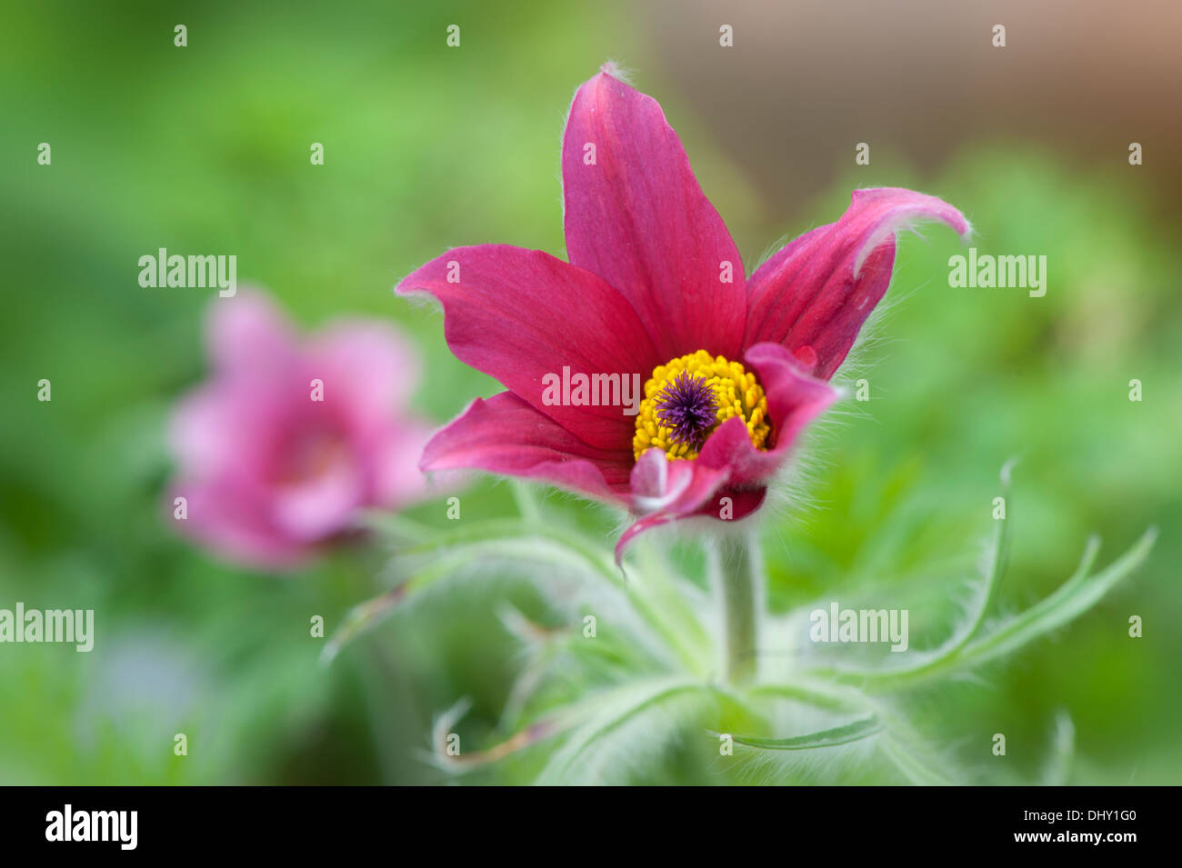 Single Spring Red Pasque Flower Stock Photo