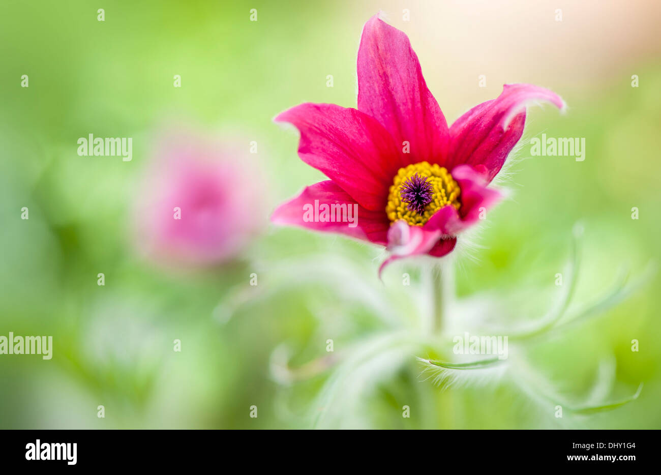 Single Spring Red Pasque Flower Stock Photo