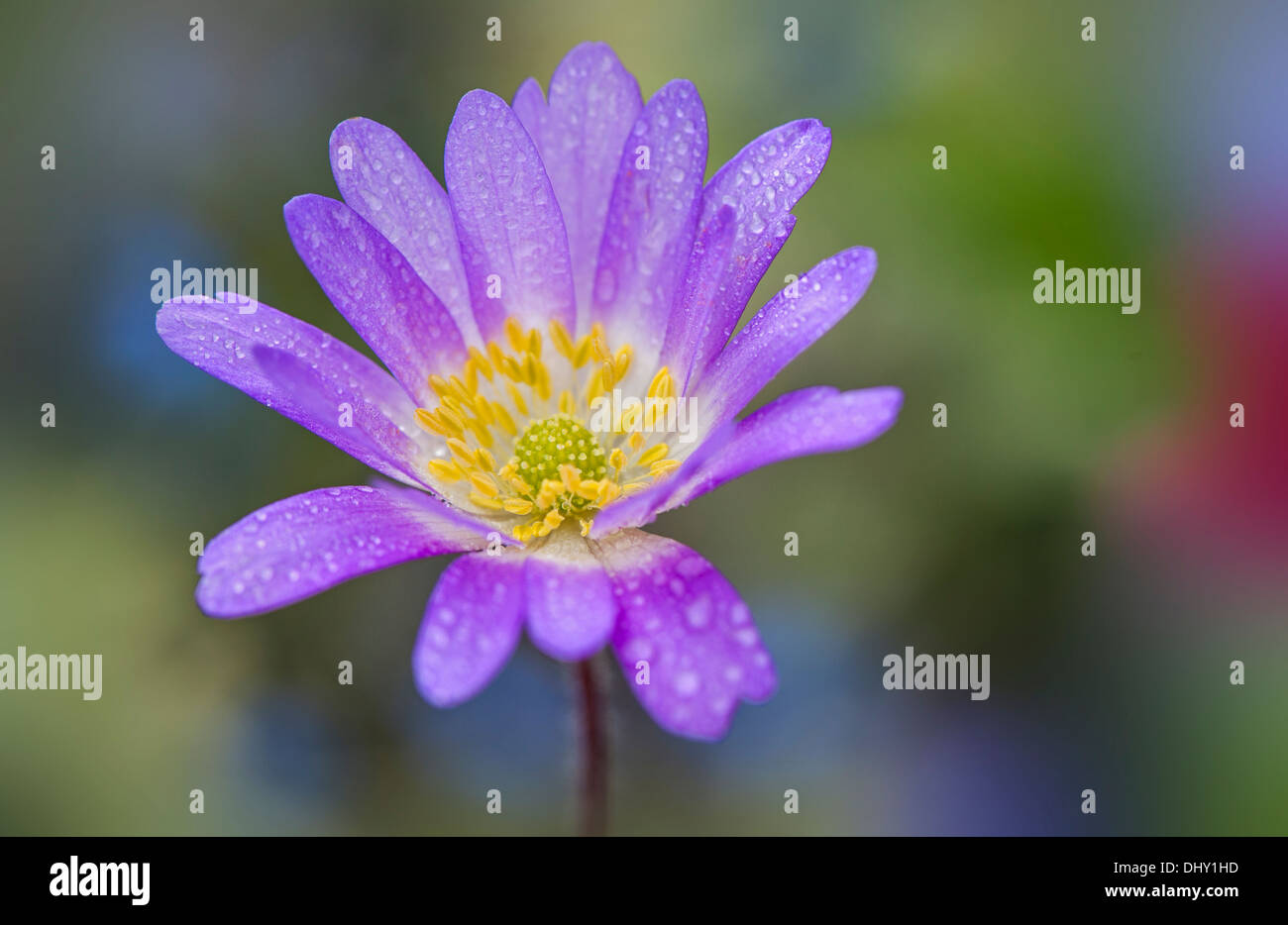 Single lilac Anemone blanda Flower Stock Photo