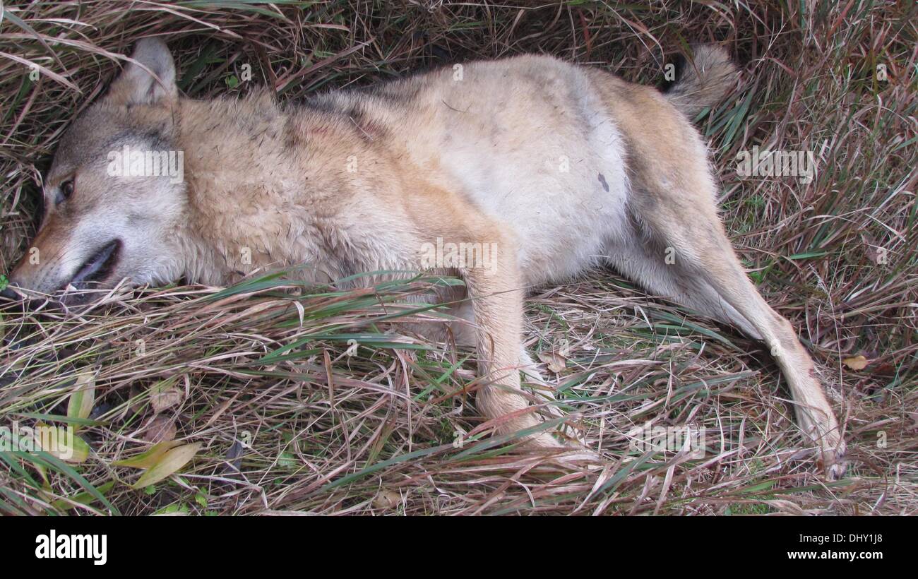 (HANDOUT) A handout photo released by Polizei Sachsen-Anhalt on 16 November 2013 shows a dead wolf lying on the ground next to federal highway 189 between Stendal and Magdeburg, Germany, 16 November 2013. A 66 year old man run the wolf over according to the police in Magdeburg. Photo: Polizei Sachsen-Anhalt Stock Photo