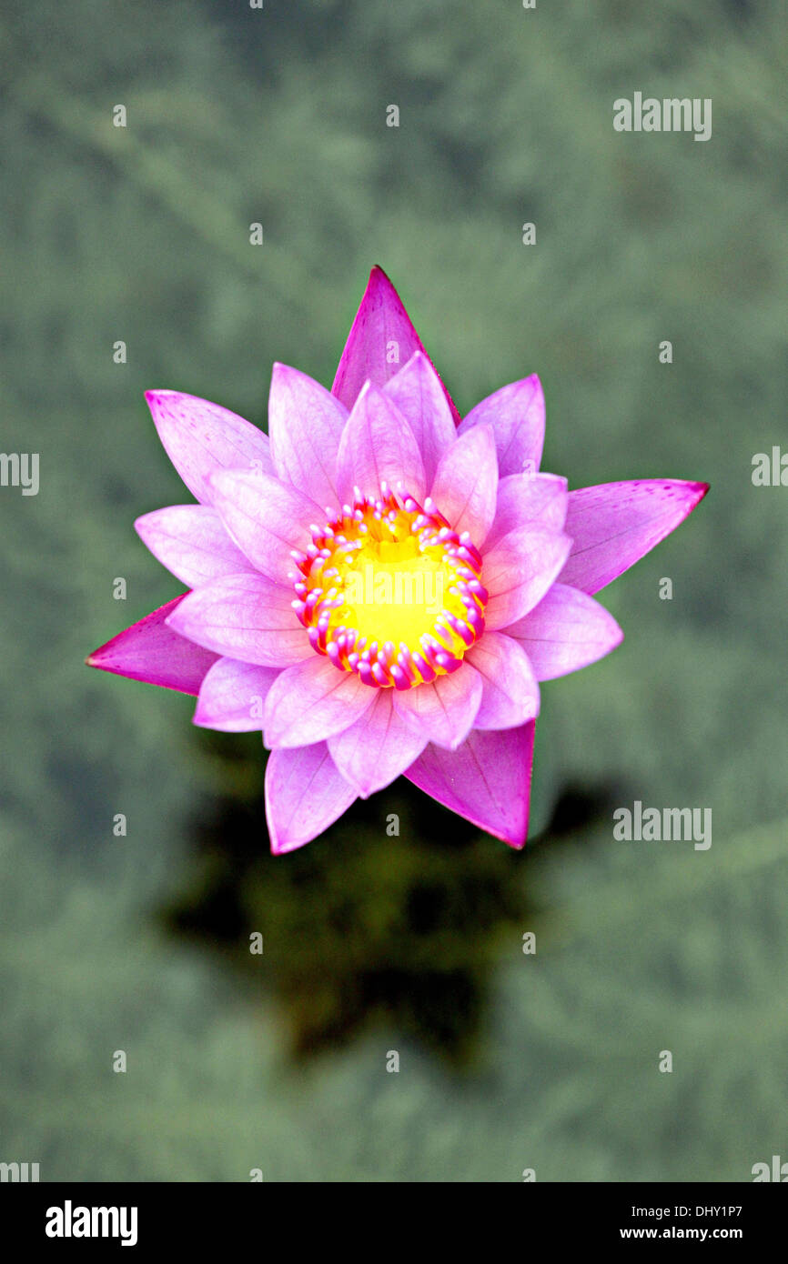 Focus The flower is Violet lotus in the pool Stock Photo - Alamy