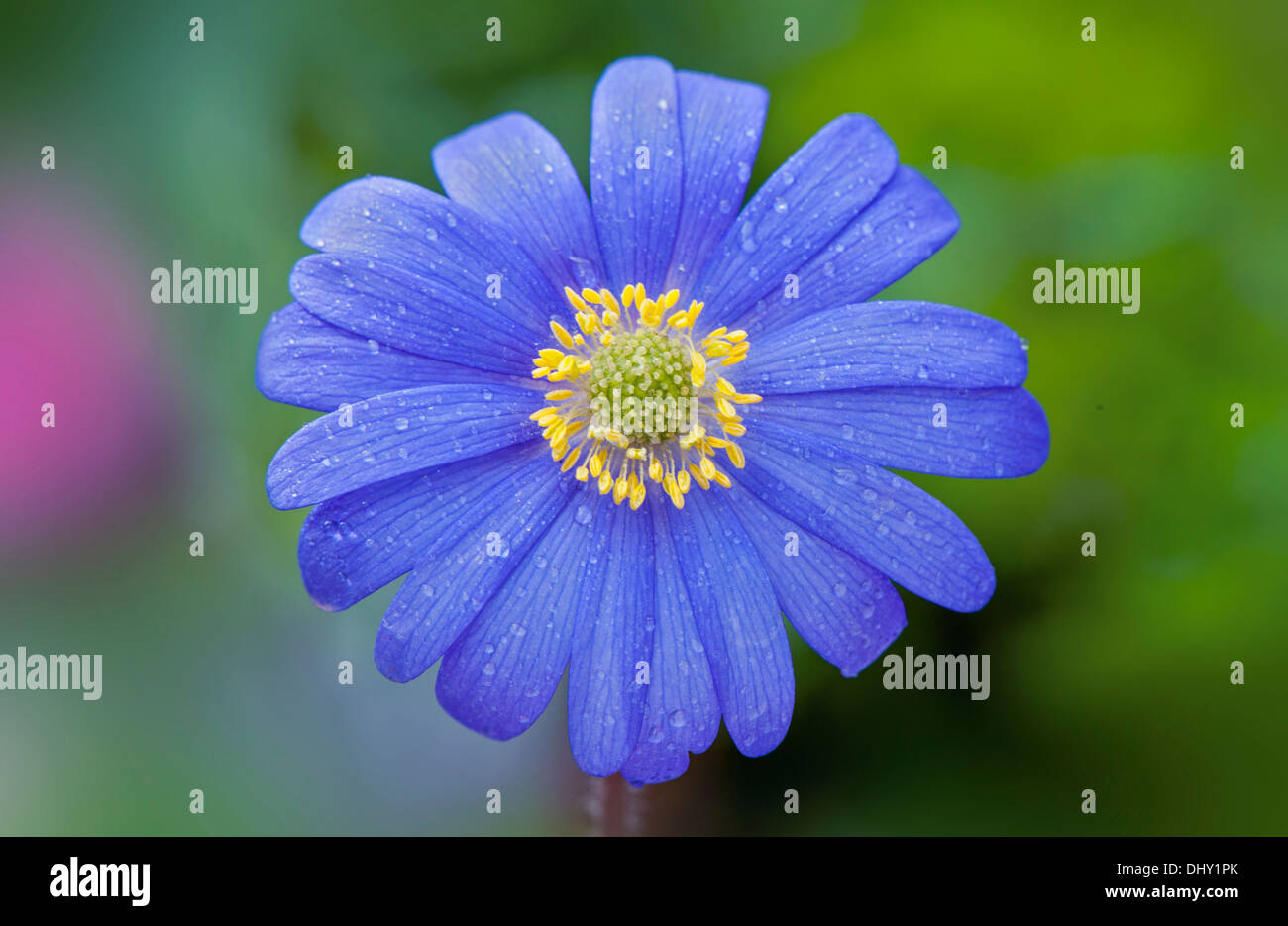 Single Blue Anemone blanda Flower Stock Photo Alamy