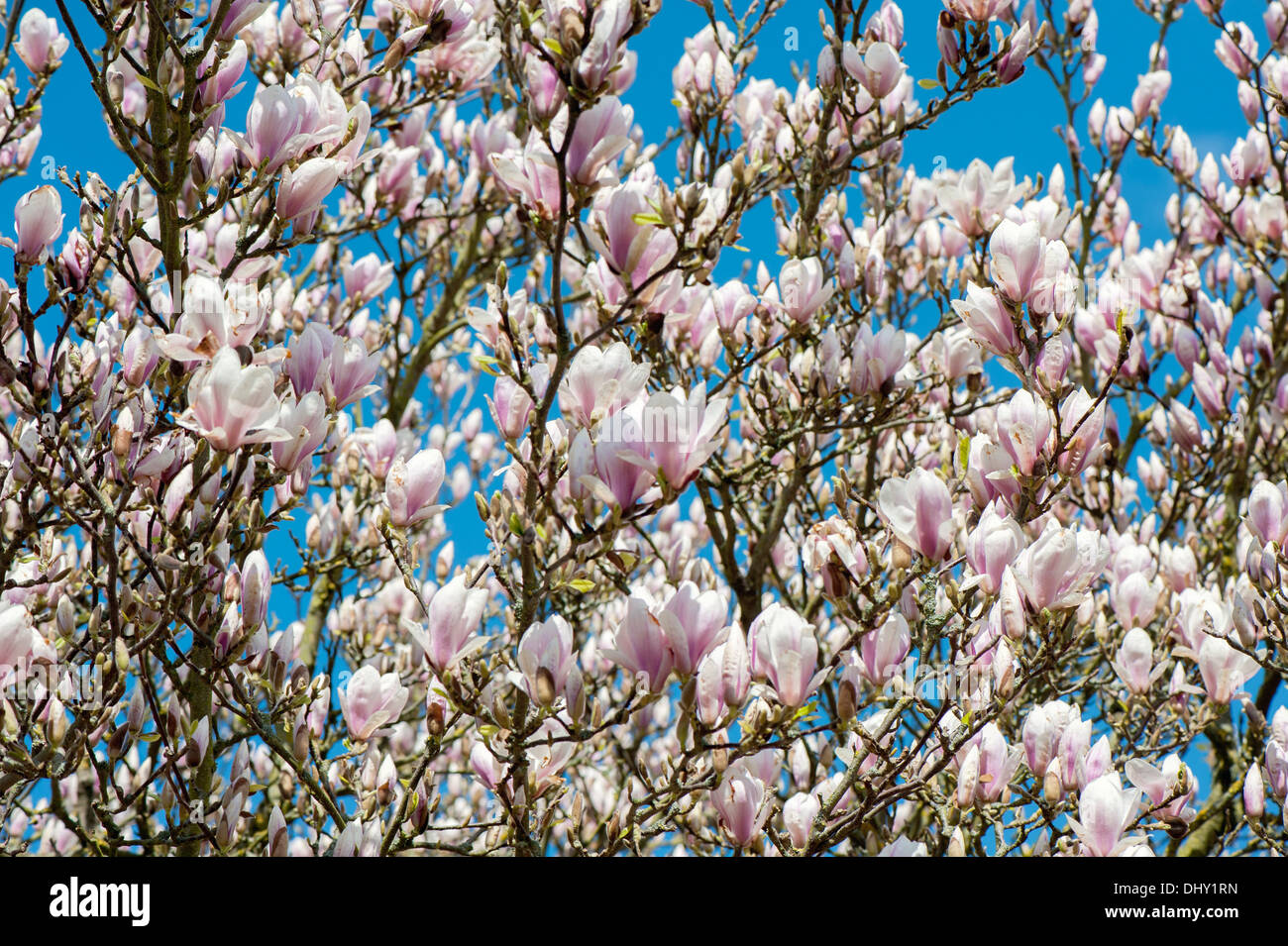 Spring Magnolia pink flowers Stock Photo - Alamy