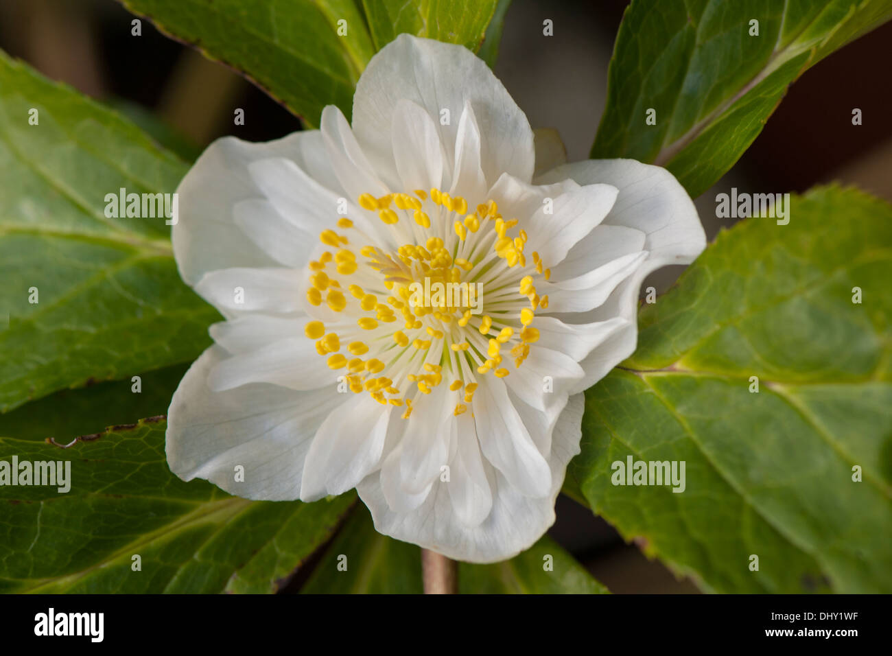 Close-up image of a white Hellebore flower - Helleborus orientalis 'Harvington Hybrid' Stock Photo