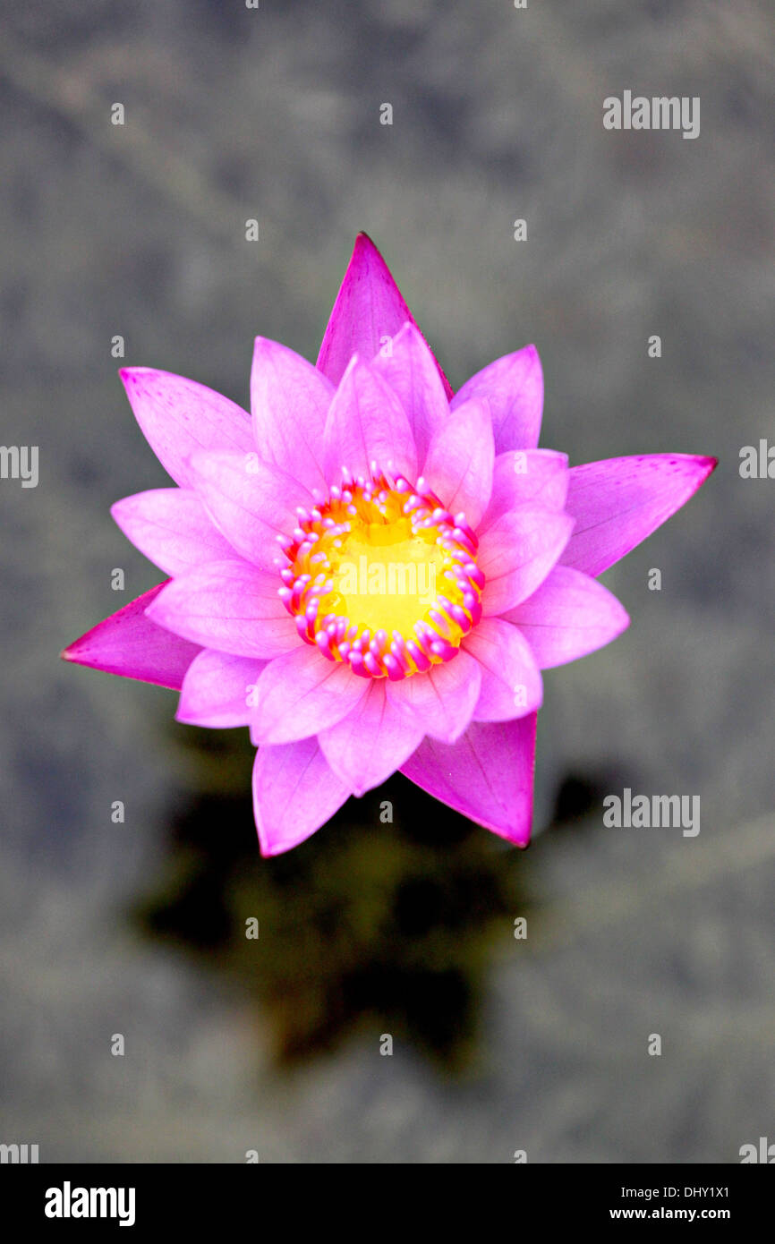The Violet lotus in focus of Hight view. Stock Photo