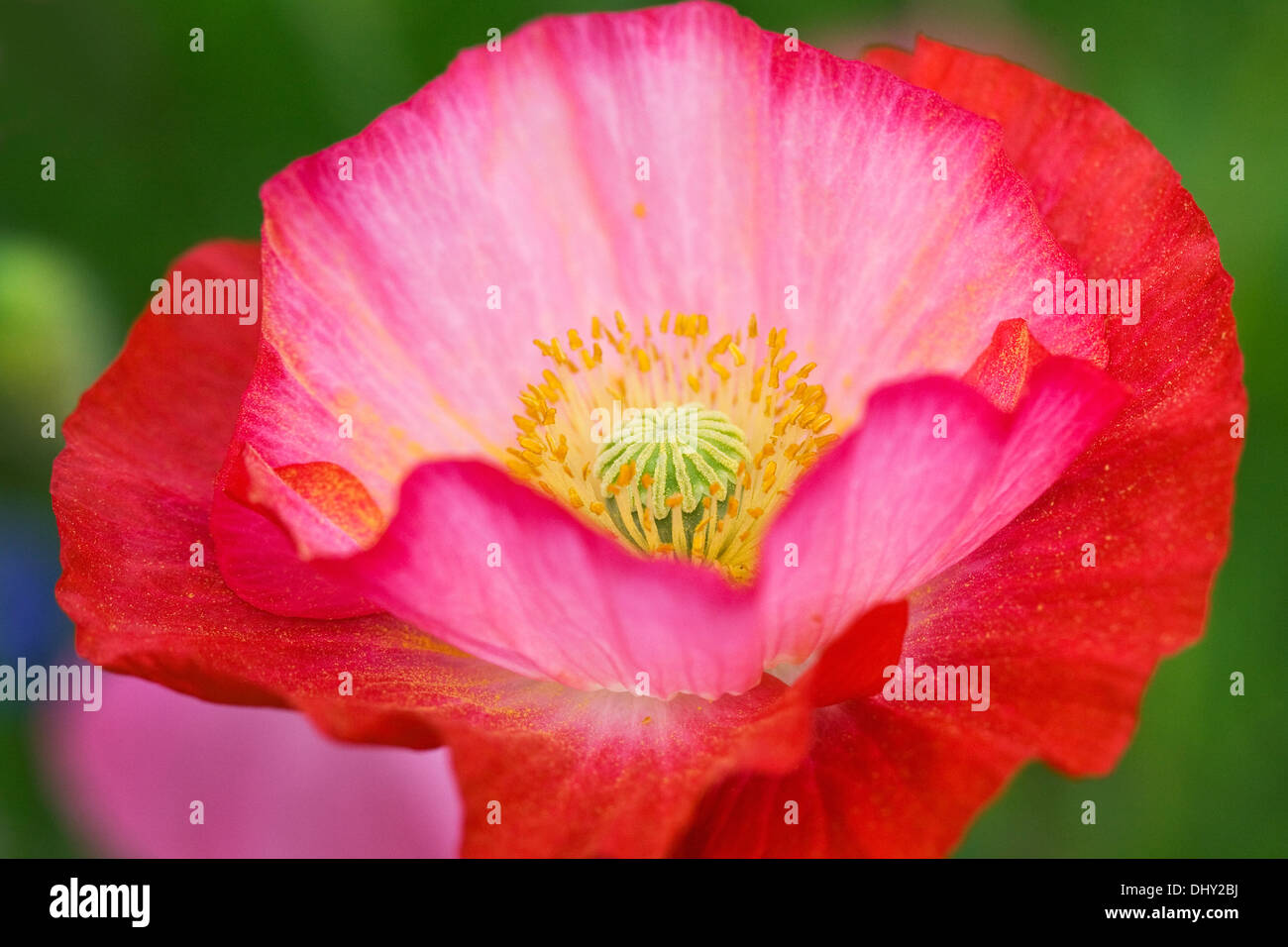Papaver rhoeas. Close up of the flower of the Shirley poppy. Stock Photo