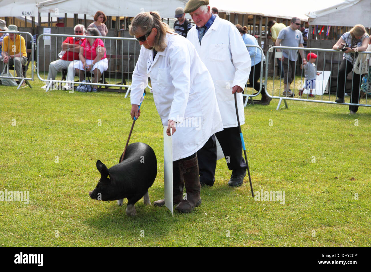 Two farmers in white coats show a pig at an agricultural show. Stock Photo