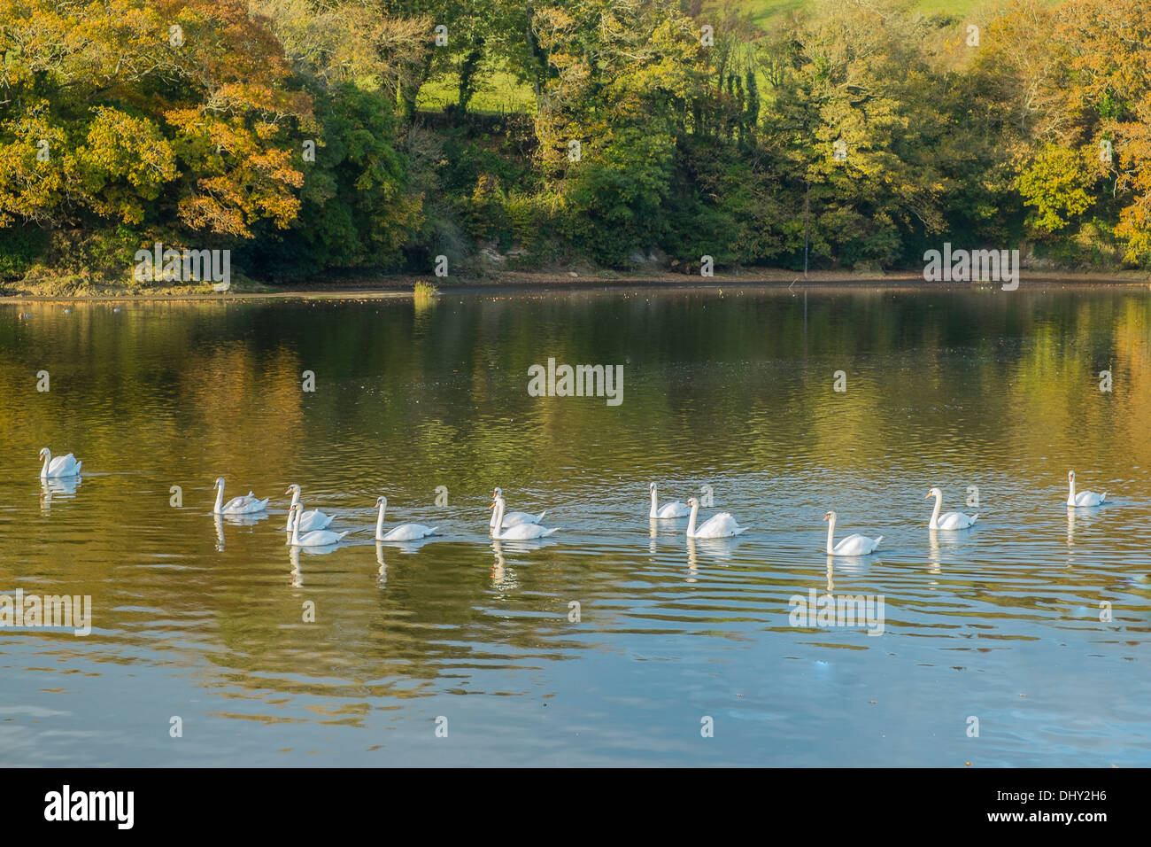 A very regal procession of swans. River Avon, South Hams. Devon. UK Stock Photo