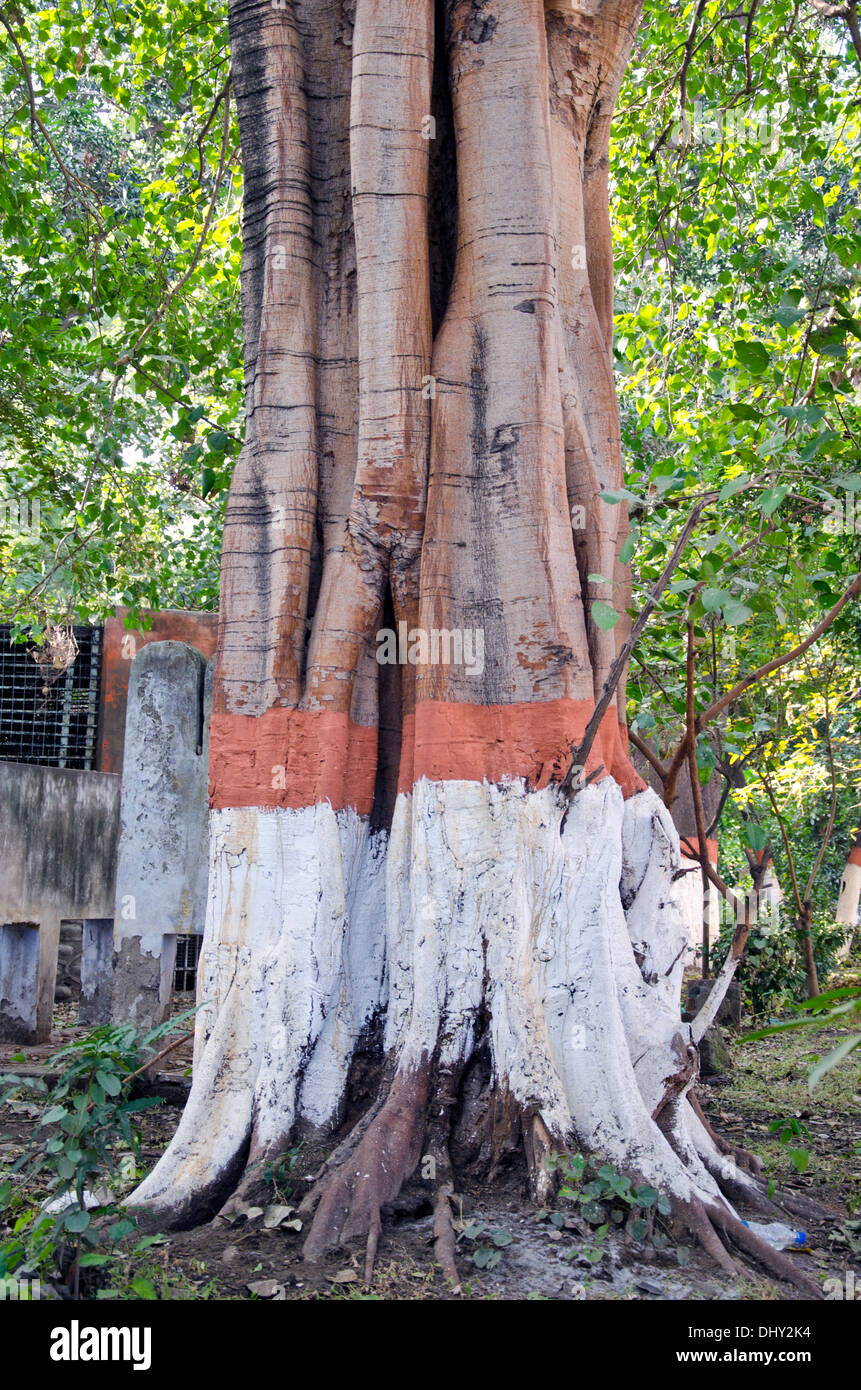painted big tree trunk in Amritsar park,Punjab,India Stock Photo