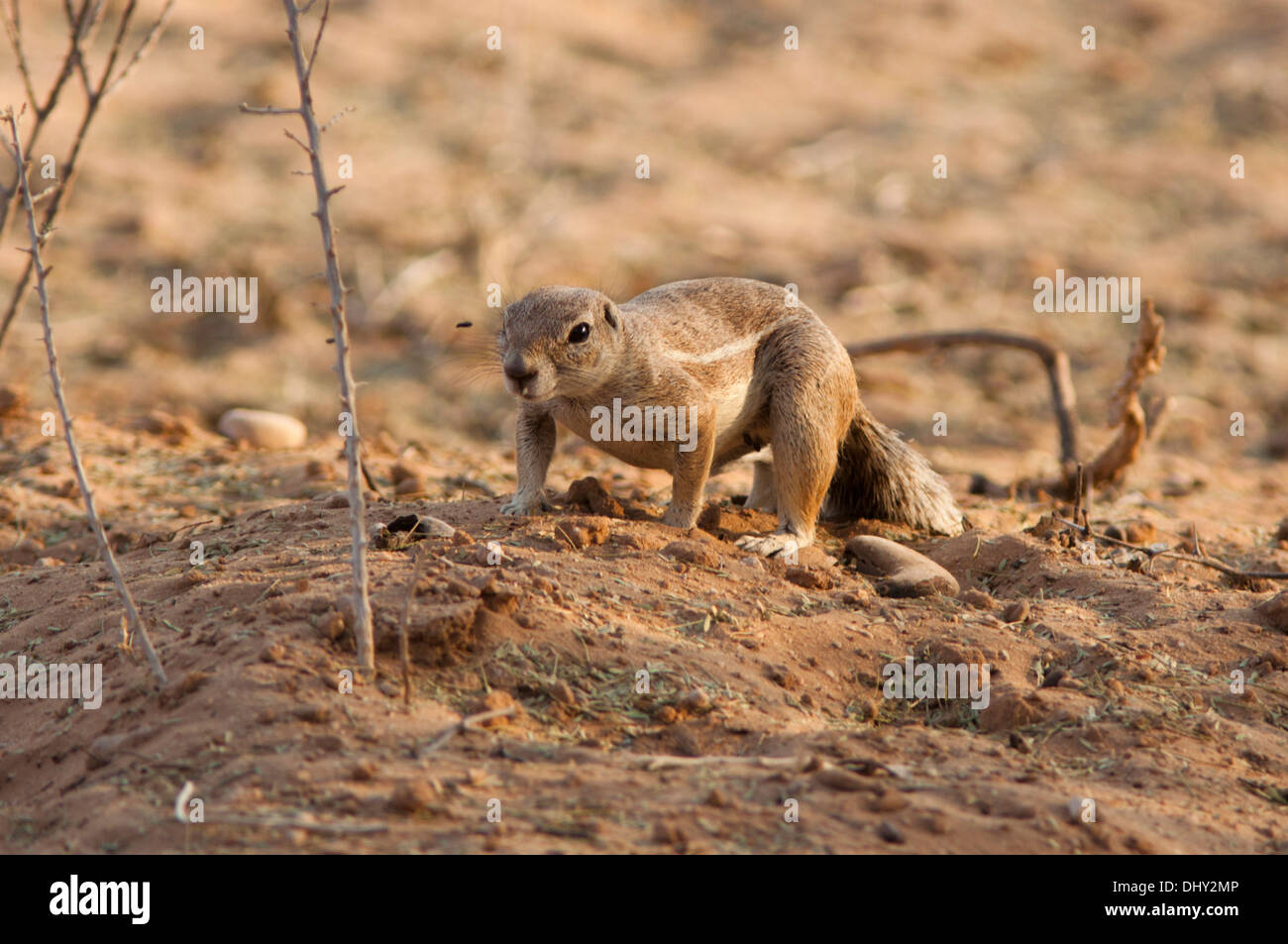 Cape Ground Squirrel on the dunes of the Kalahari desert Stock Photo