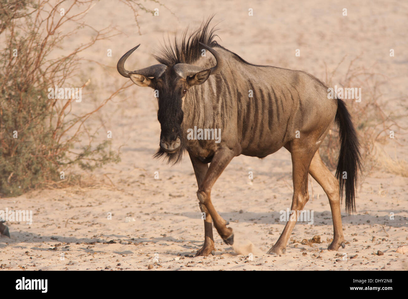 Blue Wildebeest (connochaetes taurinus) in the Kalahari desert, South Africa Stock Photo