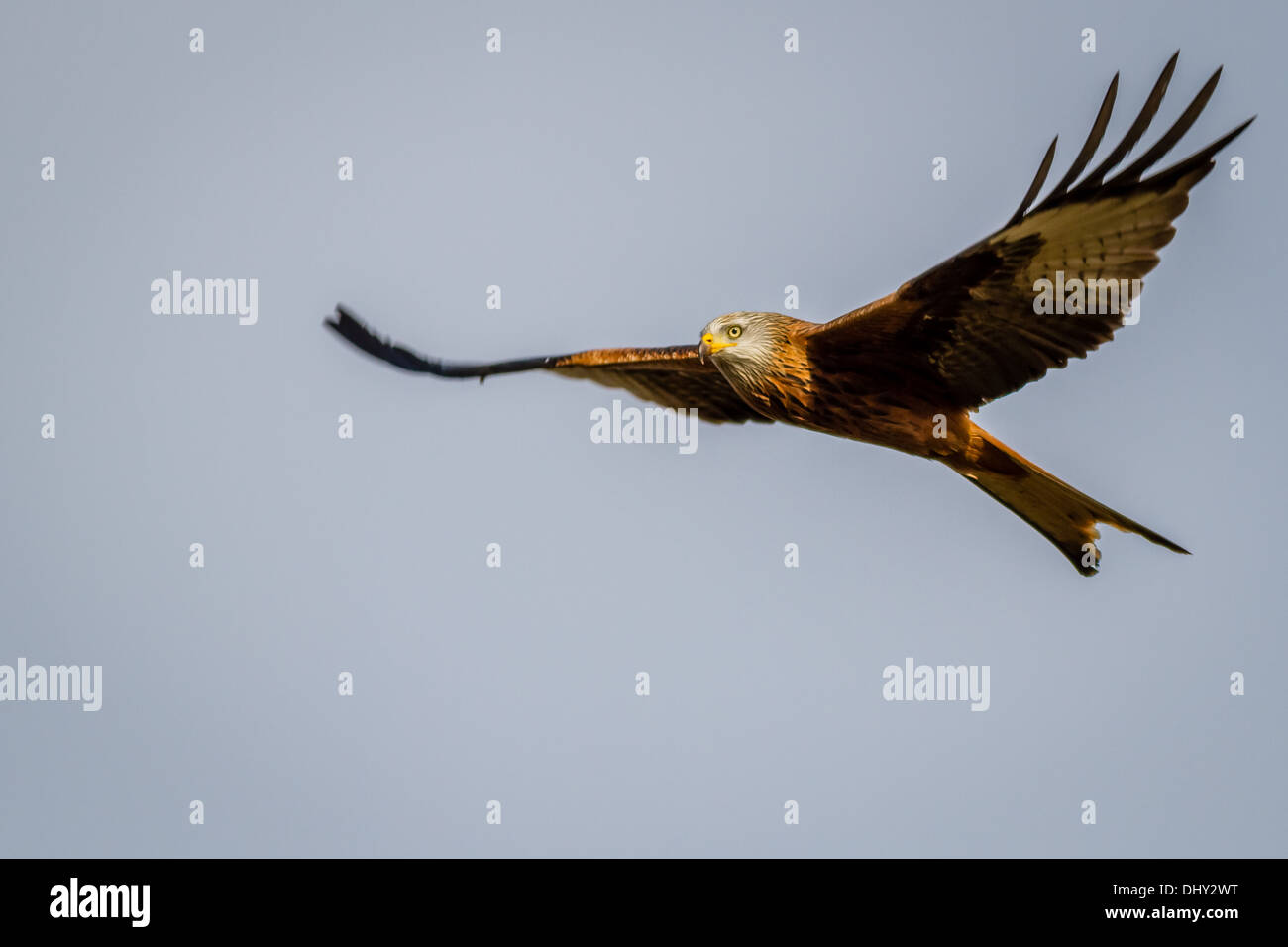Red kite side on Stock Photo
