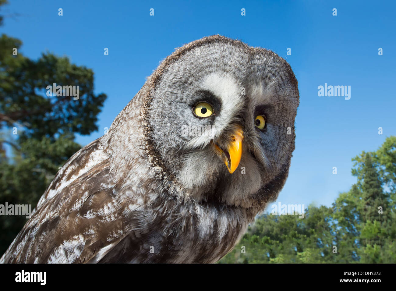 Lapland Owl (Strix nebulosa) Stock Photo