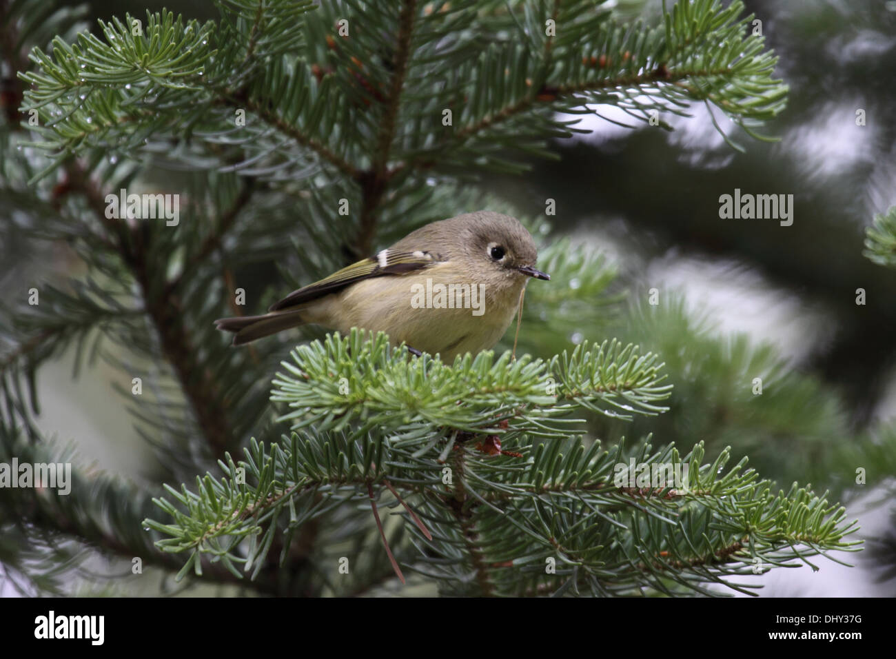 Ruby crowned kinglet perched in Pine tree in Wyoming Stock Photo