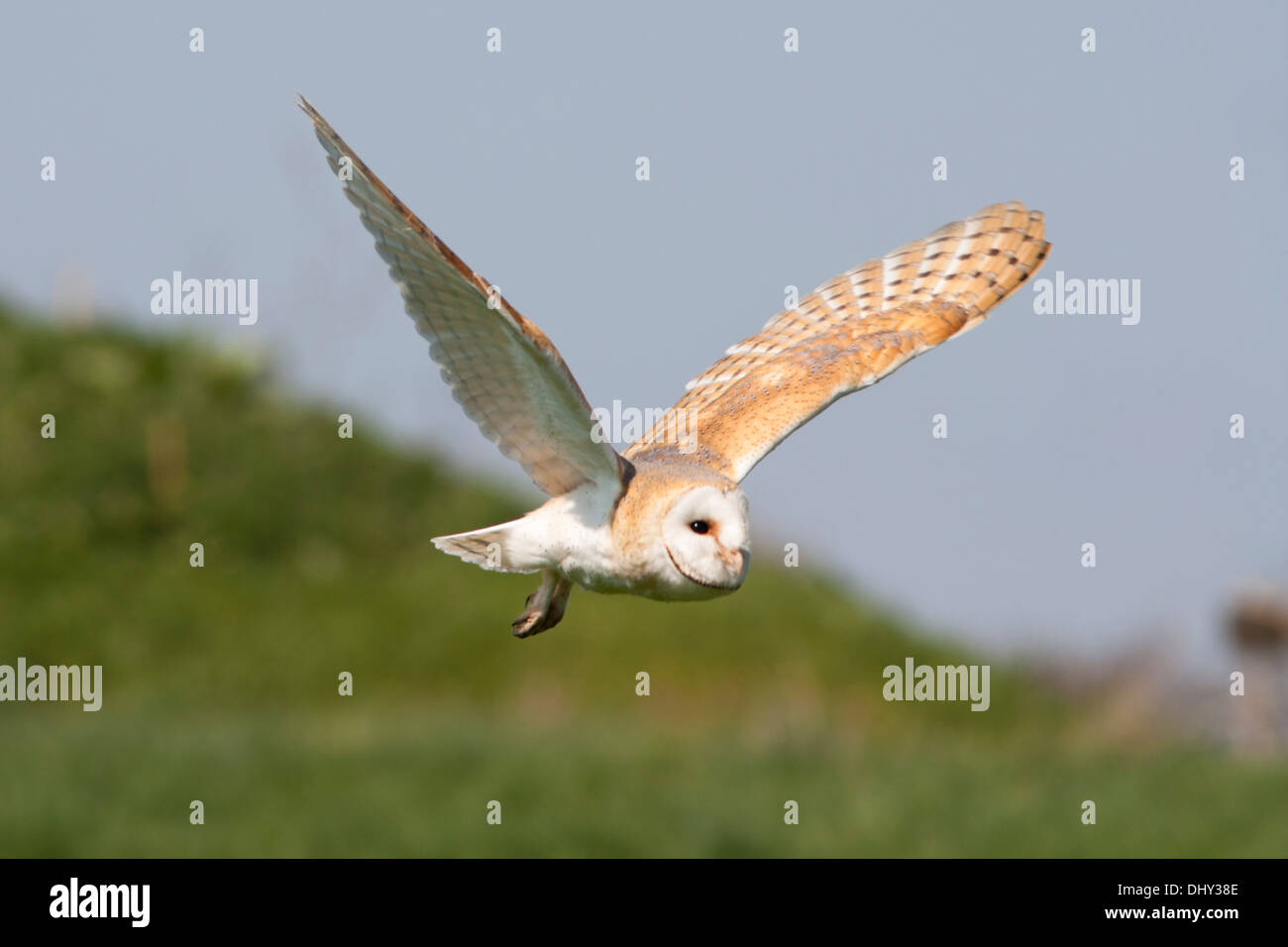Captive Barn Owl in flight. Spring Stock Photo