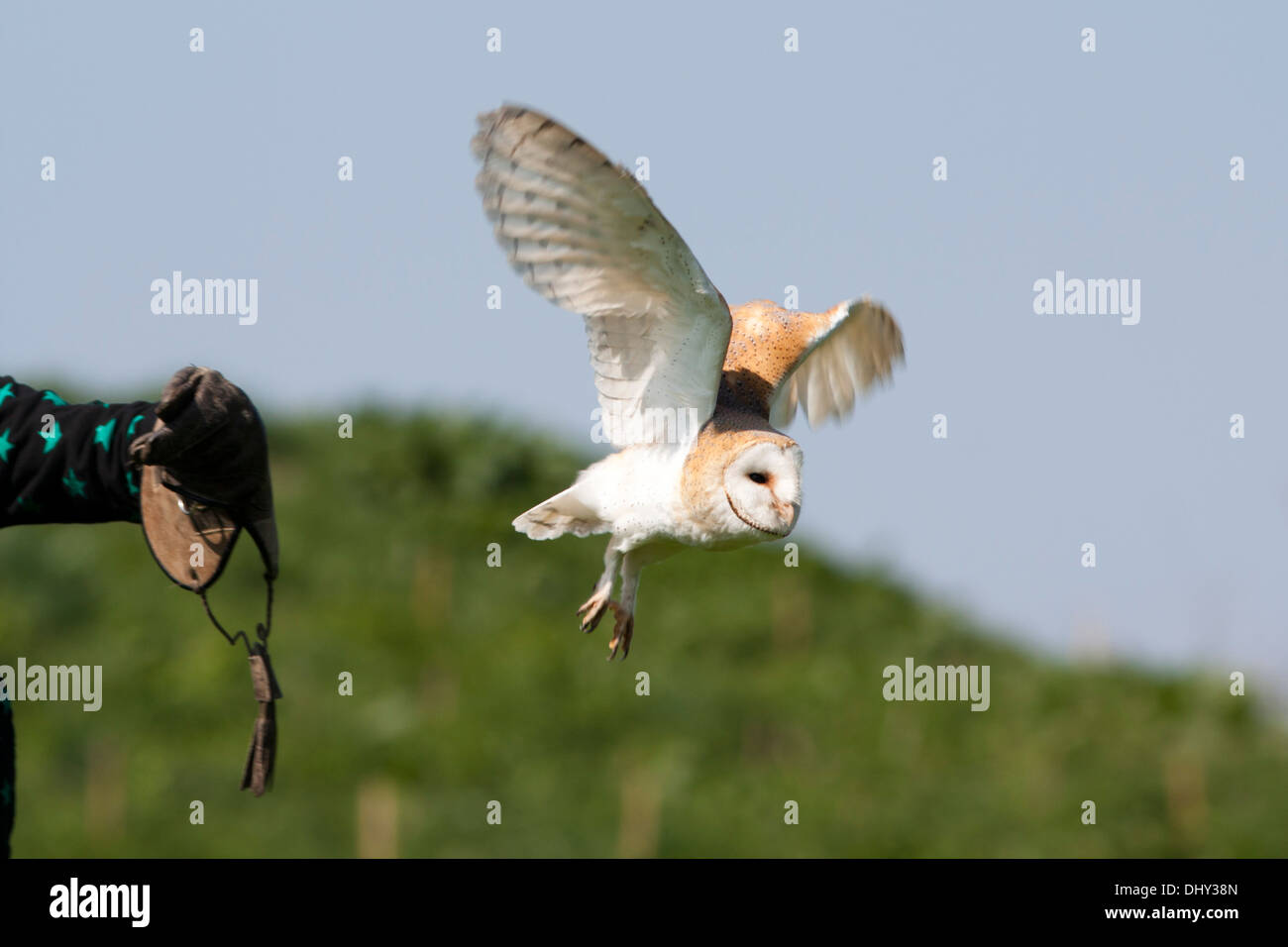 Captive Barn Owl in flight. Spring Stock Photo