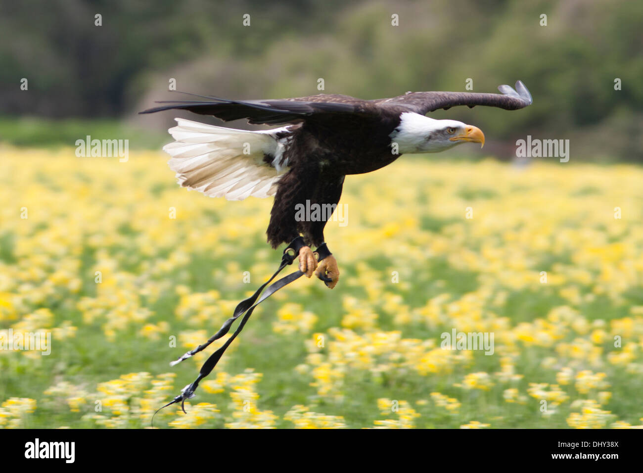 Captive North American Bald Eagle just released from falconer's glove. April Stock Photo