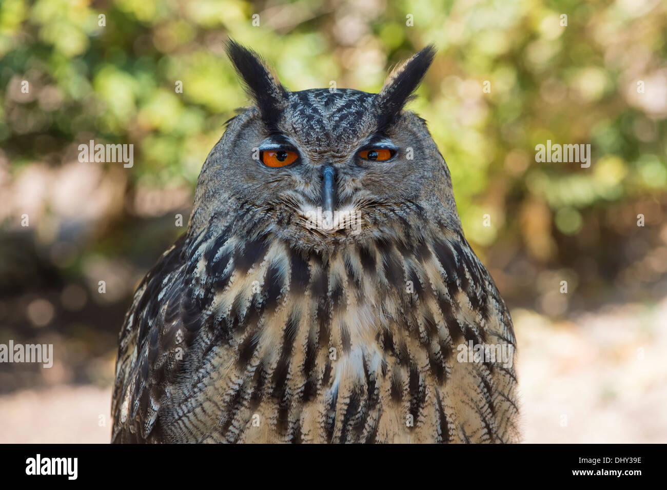 Eurasian Eagle-Owl (Bubo bubo) Stock Photo