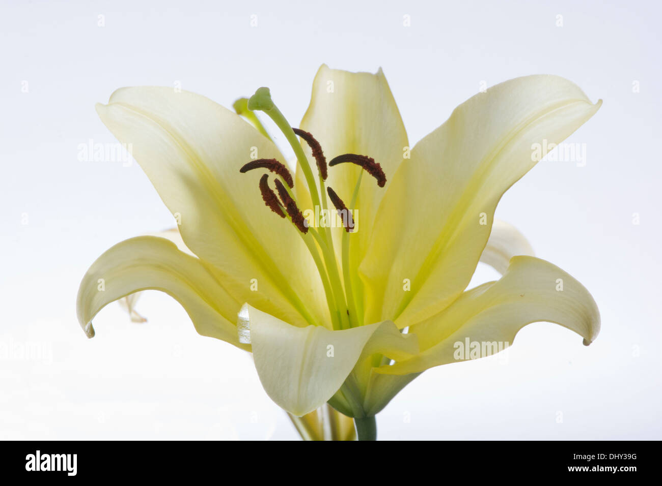 A white Lily against a white background. Stock Photo