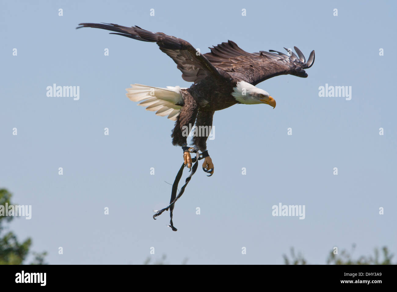 Captive North American Bald Eagle just released from falconer's glove Stock Photo