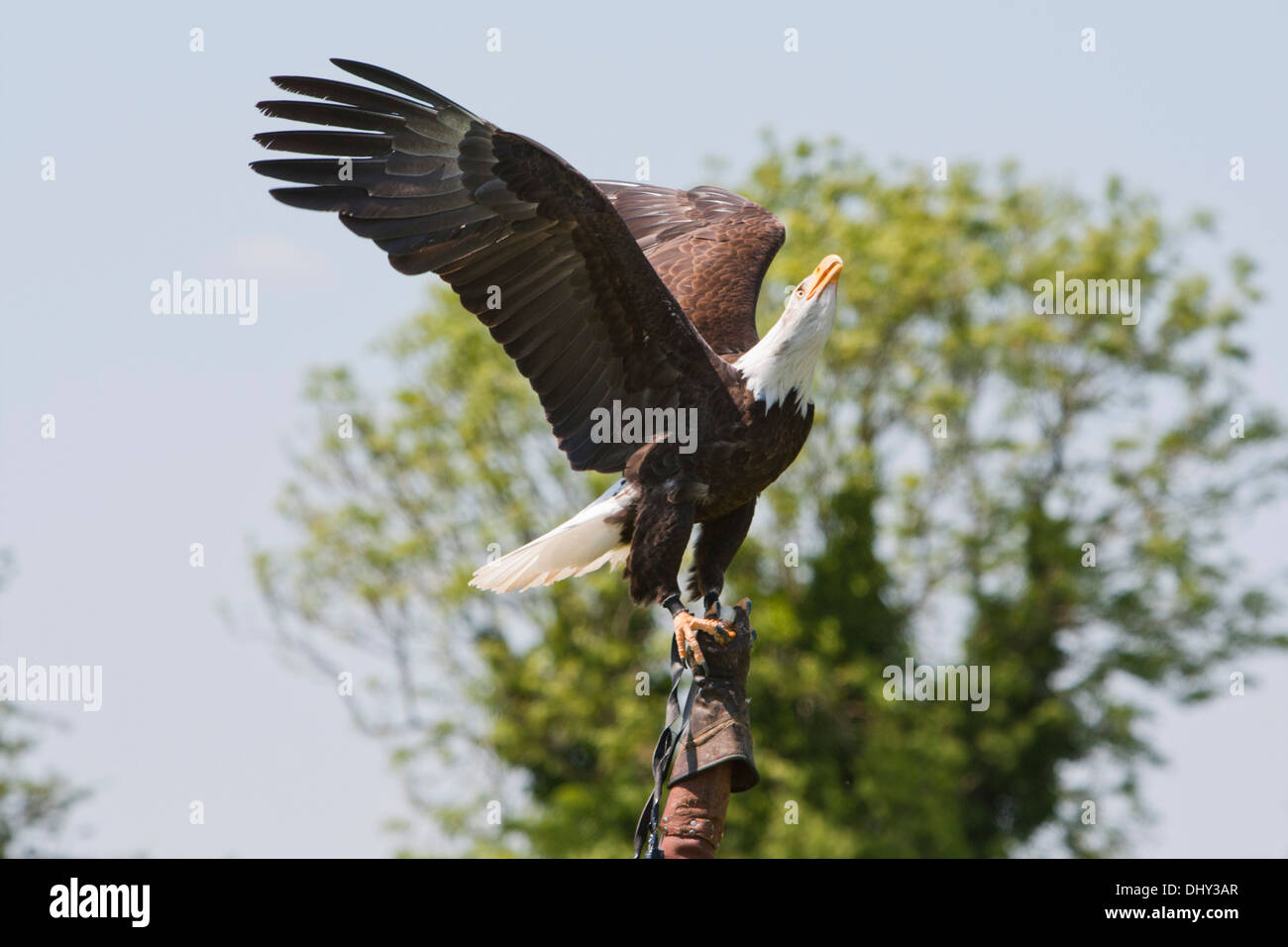 Captive North American Bald Eagle on falconer's glove Stock Photo