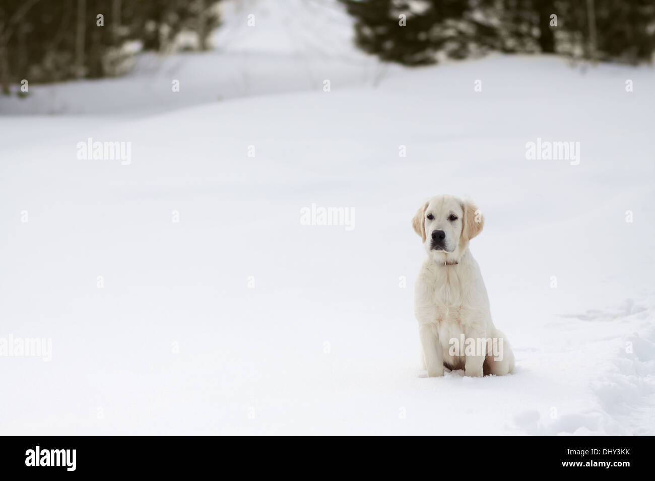 Американская акита белая. Сколько градусов выдерживают собаки зимой. Мёрзнут ли собаки зимой на улице. Собака в снегу. Бездомные собаки.