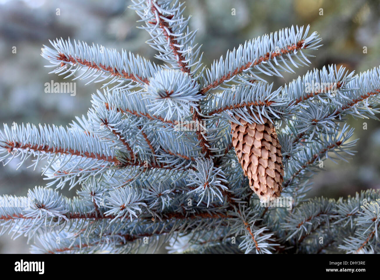 Blue spruce Picea pungens with ripe cone in Wyoming Stock Photo