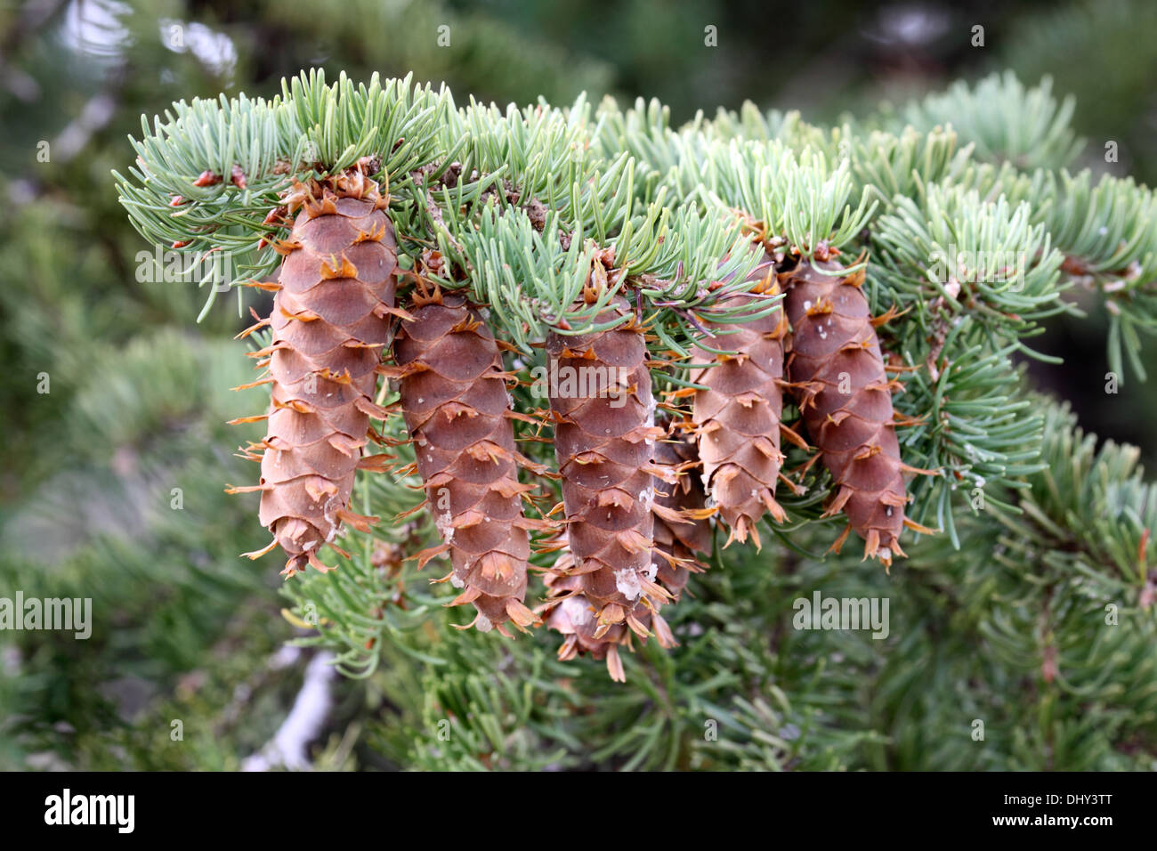 Douglas fir cones in Wyoming Stock Photo