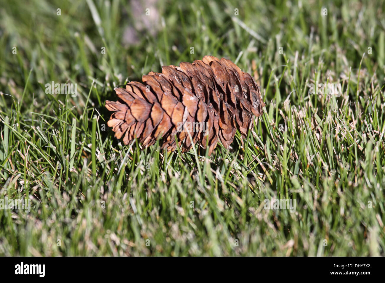 Engelmann spruce cone in Wyoming Stock Photo