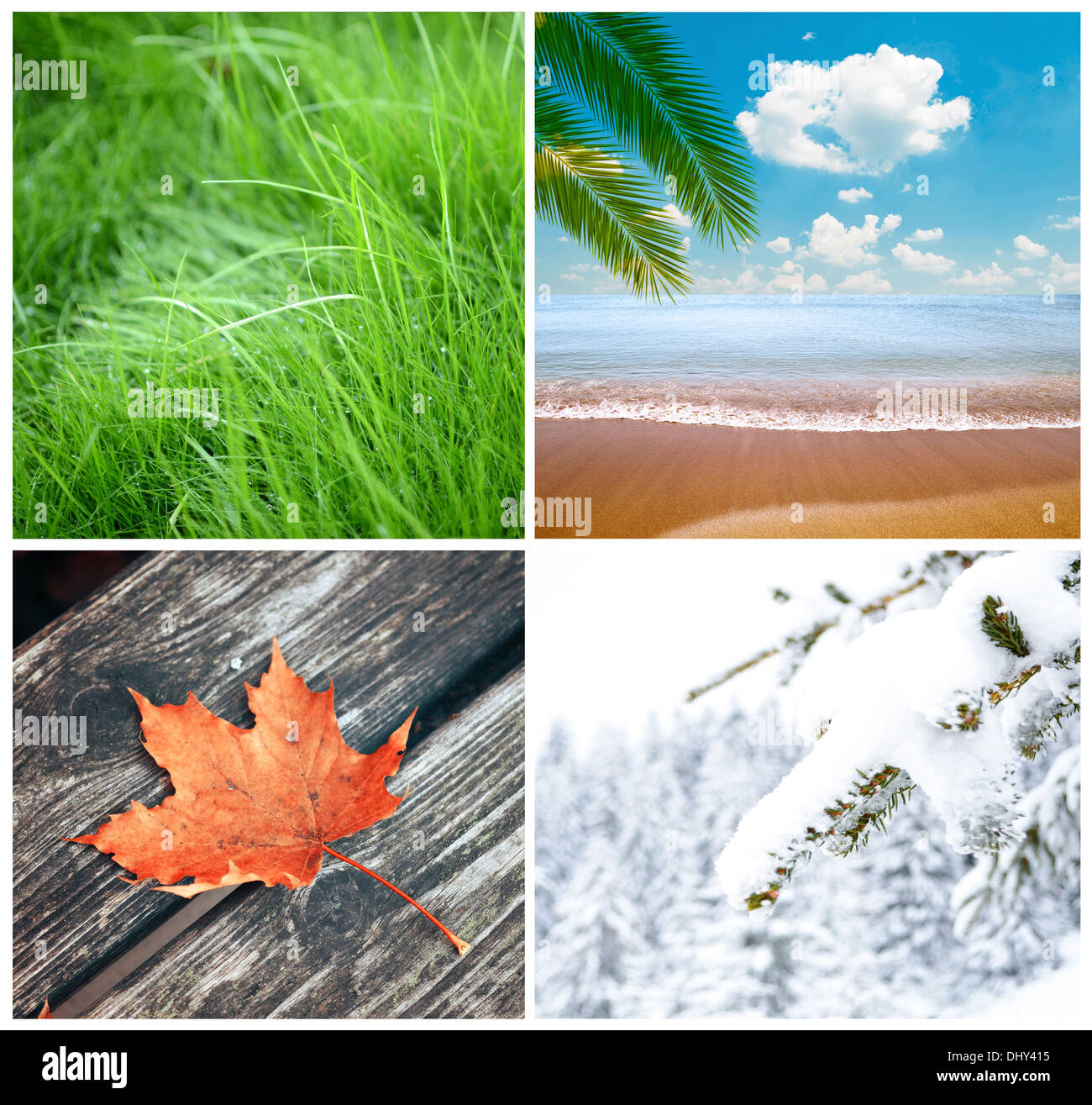 Tree four season collage hi-res stock photography and images - Alamy