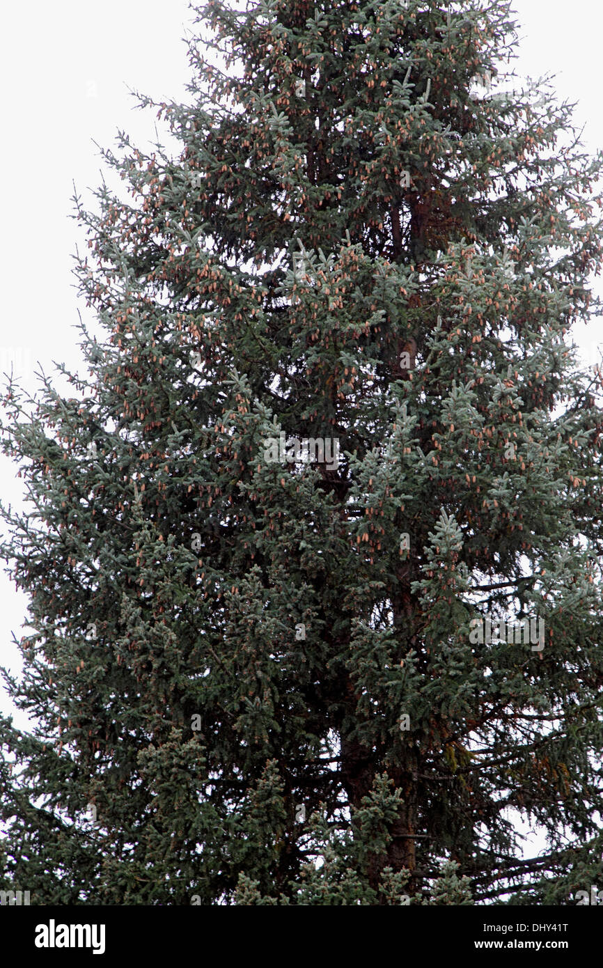 Englemann spruce growing in Wyoming Stock Photo