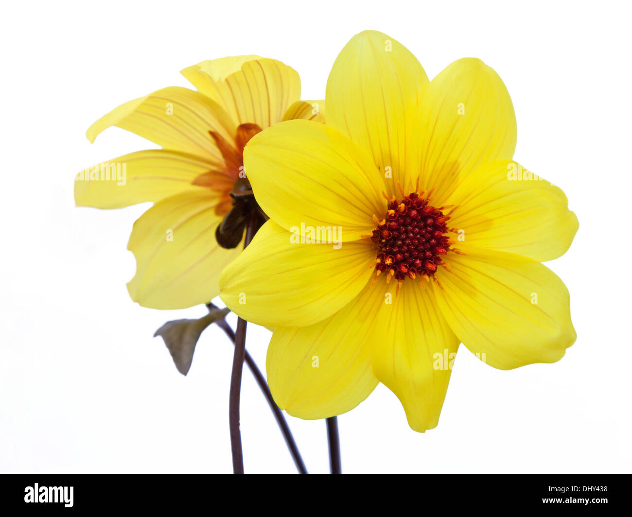 Back dahlia Cut Out Stock Images & Pictures Alamy