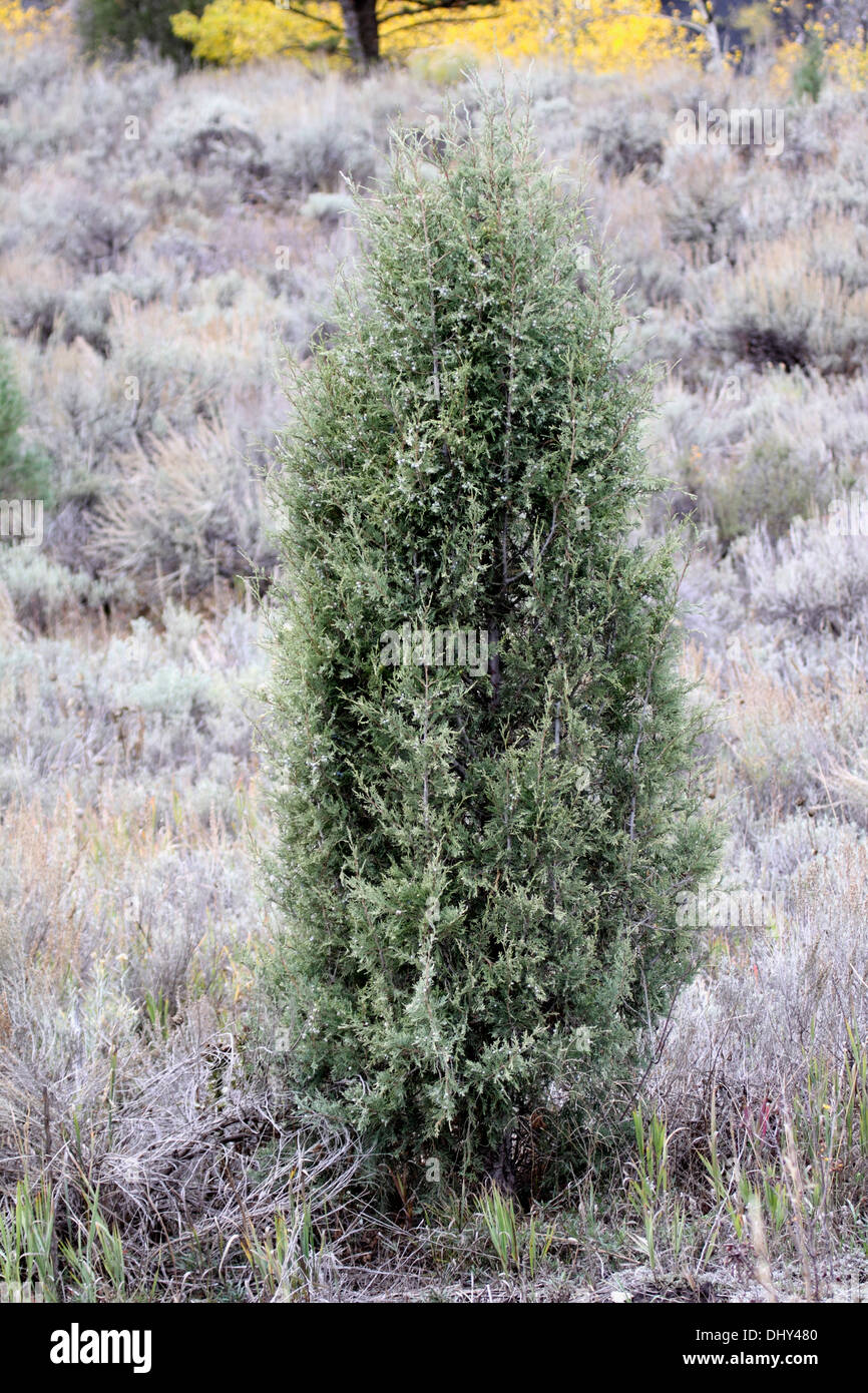Rocky mountain juniper growing in Wyoming Stock Photo