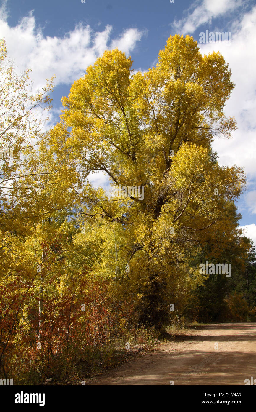 Cottonwood trees in golden fall hires stock photography and images Alamy