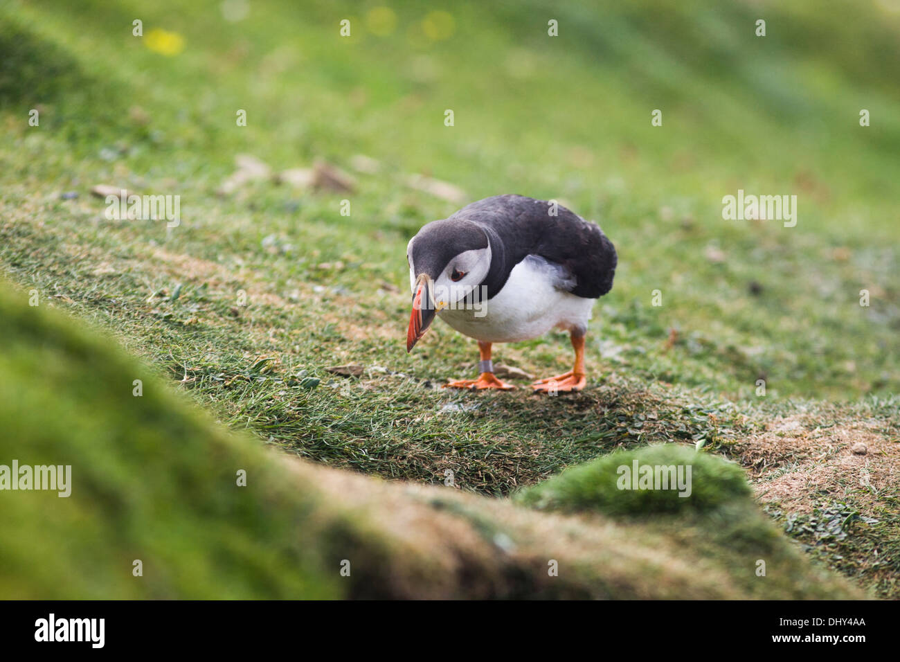 Puffin fratercula arctica looking down hi res stock photography and images Alamy