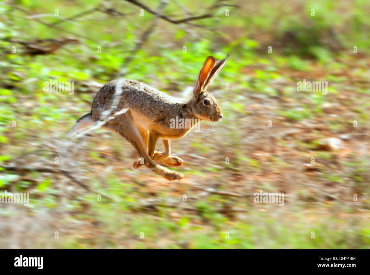 African savanna hare (Lepus microtis), Samburu National Reserve, Kenya Stock Photo