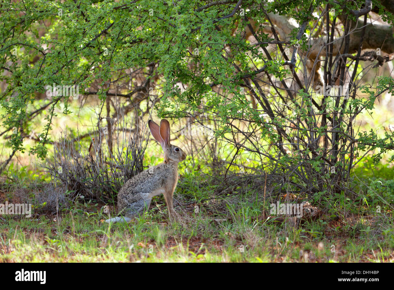 African savanna hare (Lepus microtis), Samburu National Reserve, Kenya