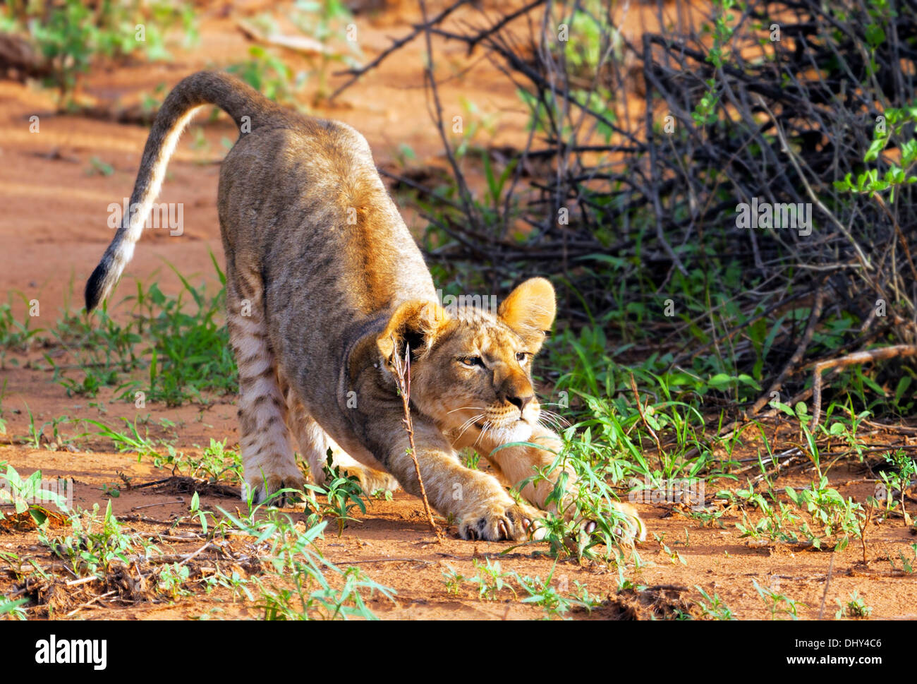 Lion (Pantera Leo), Samburu National Reserve, Kenya Stock Photo