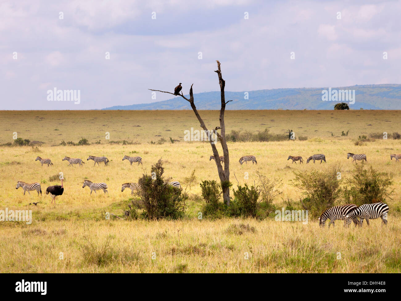 Landscape, Maasai Mara National Reserve, Kenya Stock Photo