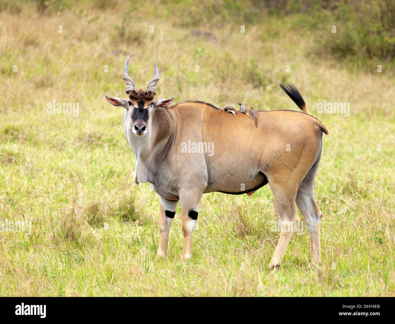 Common eland (Taurotragus oryx), Maasai Mara National Reserve, Kenya Stock Photo