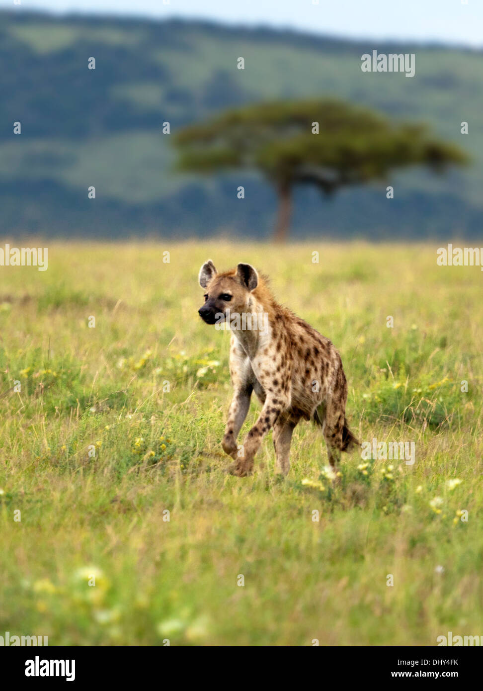 Spotted hyena (Crocuta crocuta), Maasai Mara National Reserve, Kenya Stock Photo