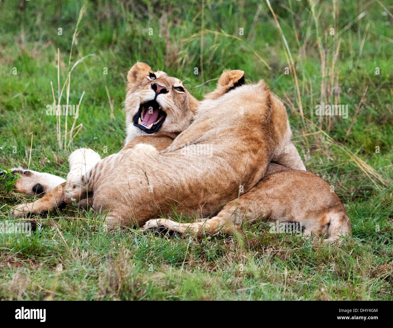 Lion (Pantera Leo), Maasai Mara National Reserve, Kenya Stock Photo