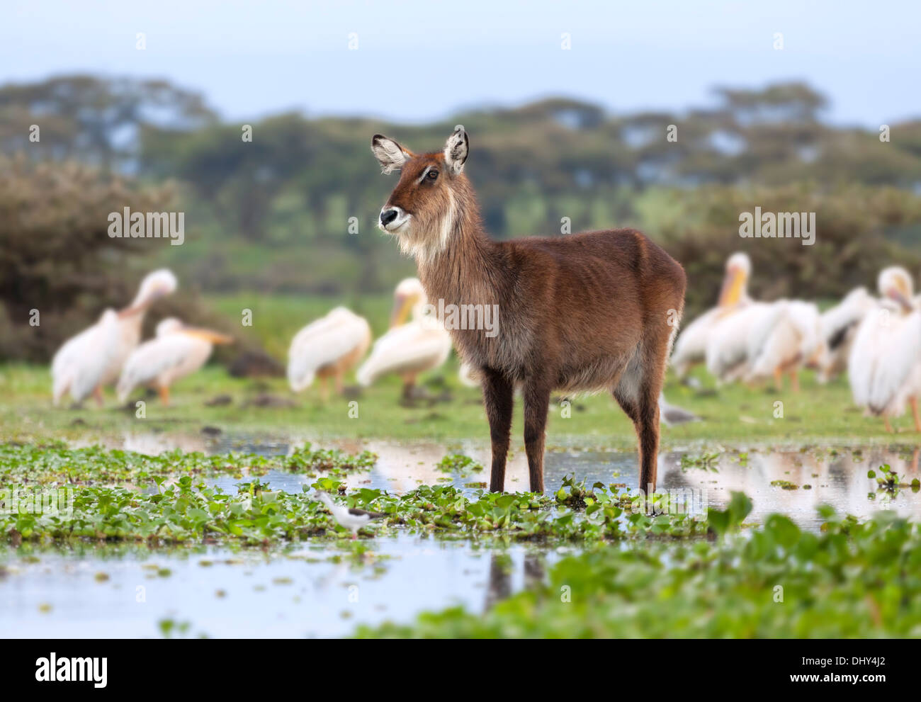 Waterbuck (Kobus ellipsiprymnus), Lake Naivasha, Nakuru County, Kenya Stock Photo