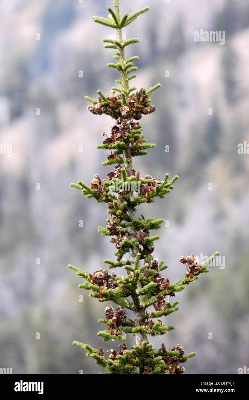 Subalpine fir in Wyoming Stock Photo